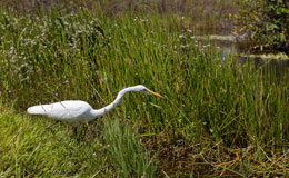bird hunting fish among tall grass