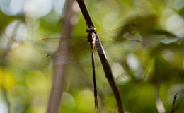 dragonfly on tree branch