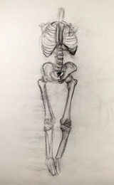 life drawing with a skeleton