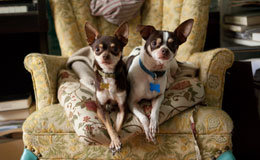 two dogs sitting on a chair