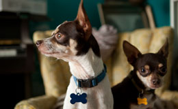 two dogs looking around