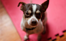 cute dog looking up