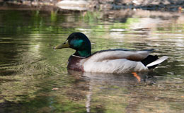 duck in water