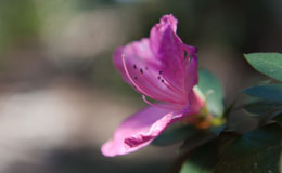 pink flower