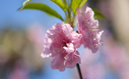 light pink flower