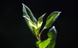 plant in the dark